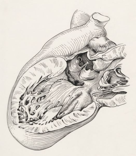 J Tinkelenberg, Tissue of the embryonic heart