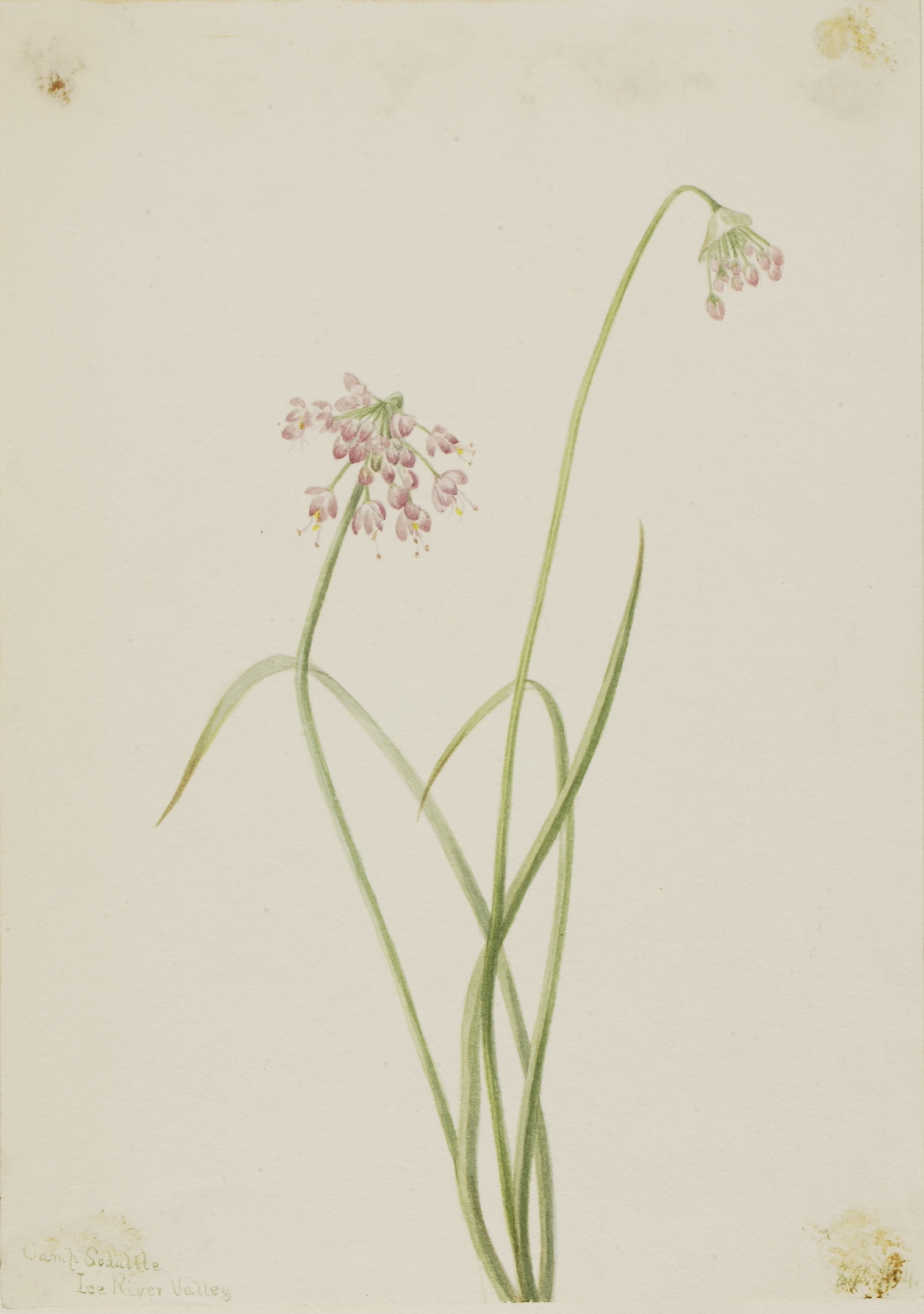 Mary Vaux Walcott, Nodding Onion (Allium cernuum)