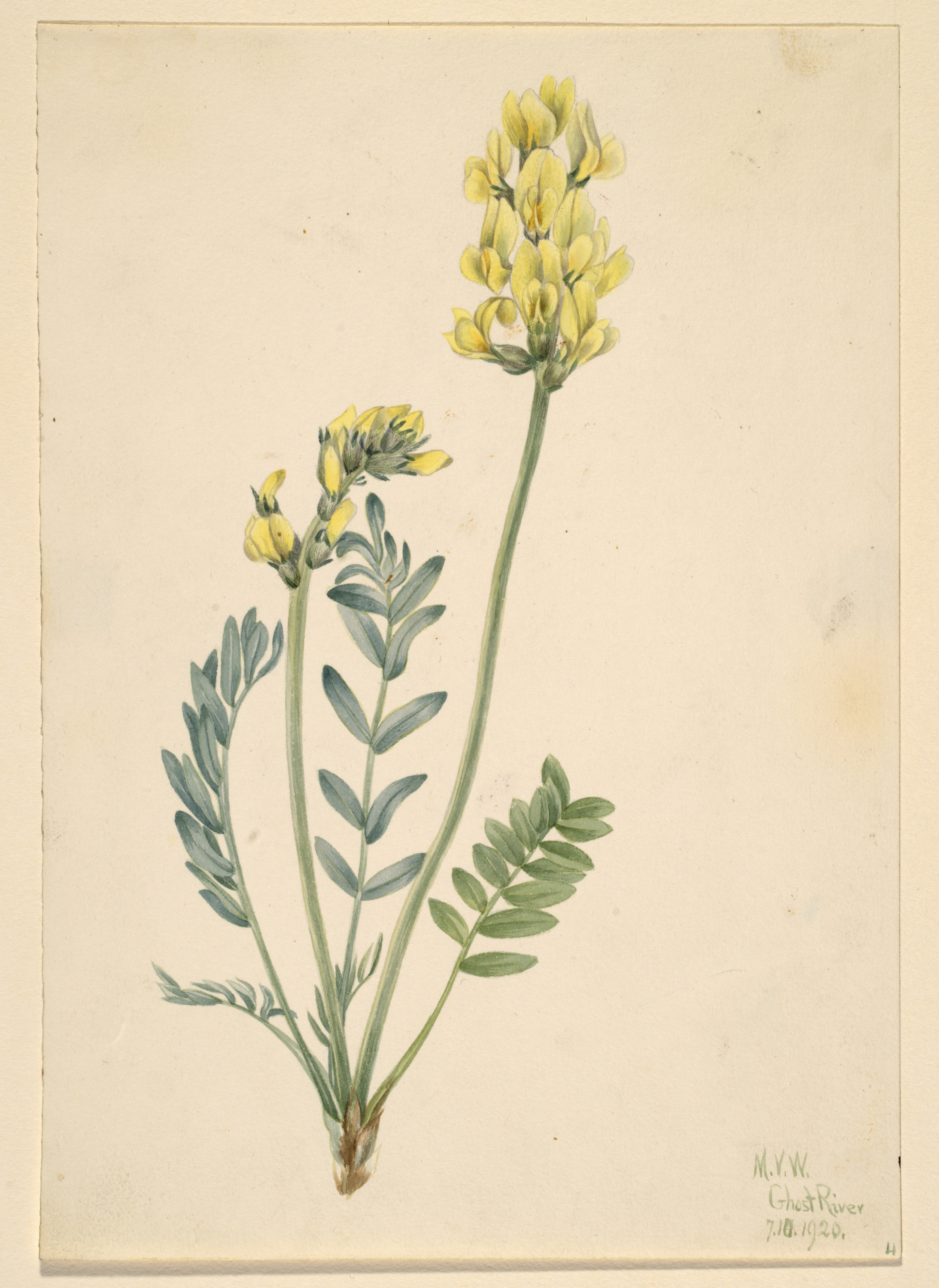 Mary Vaux Walcott, False Locoweed (Oxytropia gracilis)