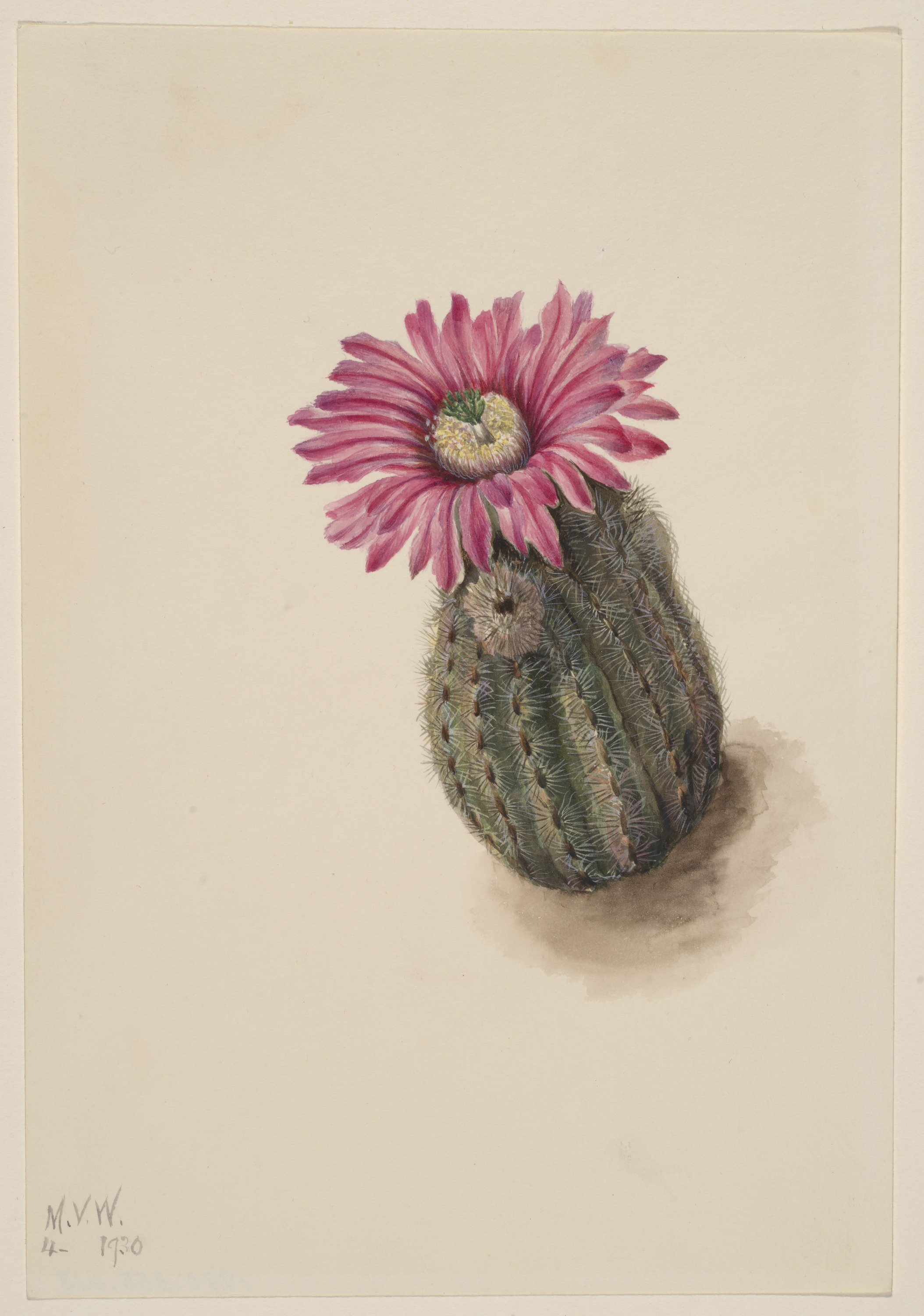 Mary Vaux Walcott, Turkeyhead Cactus (Echinocerus perbellus)
