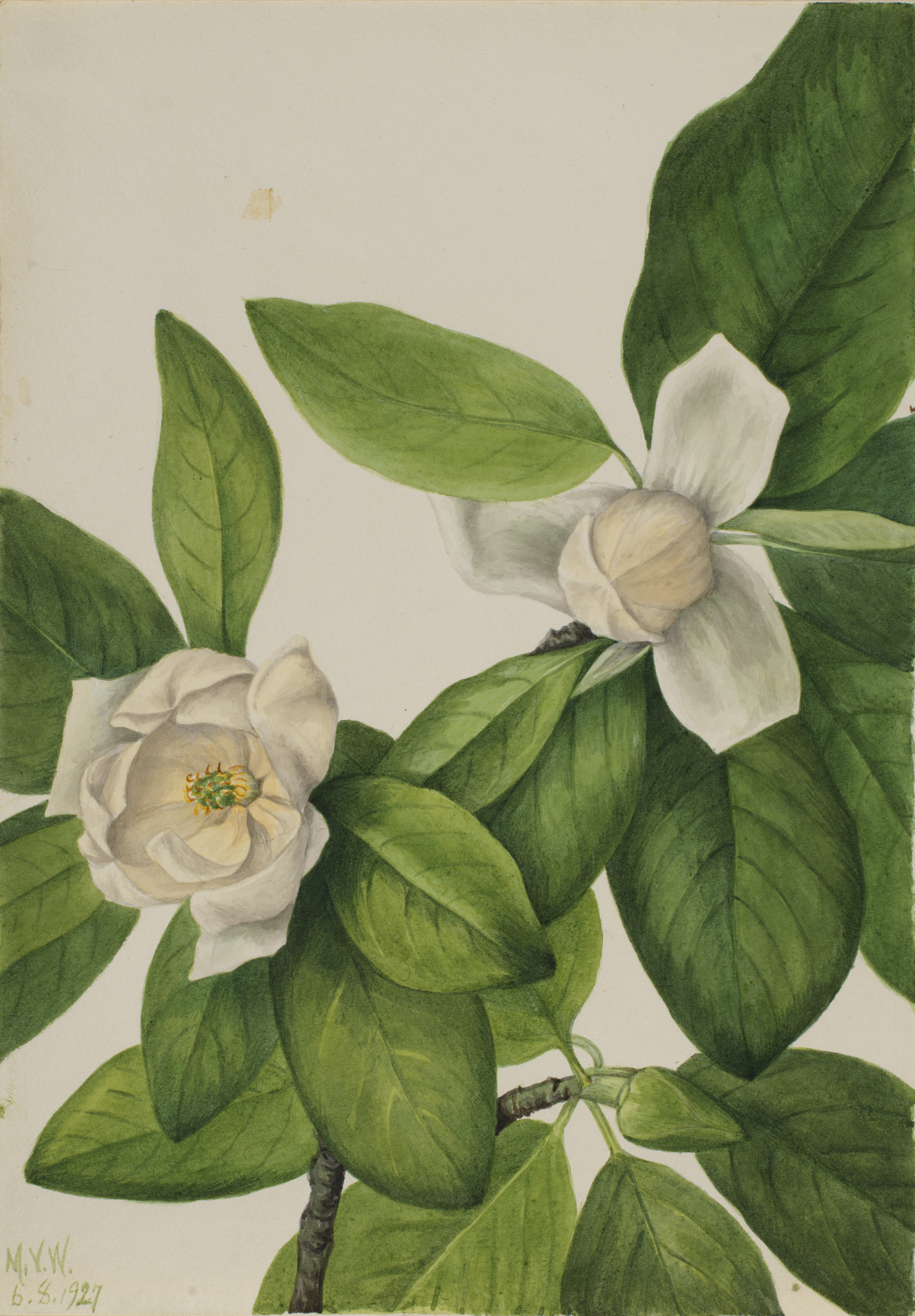 Mary Vaux Walcott, Sweetbay (Magnolia virginiana)