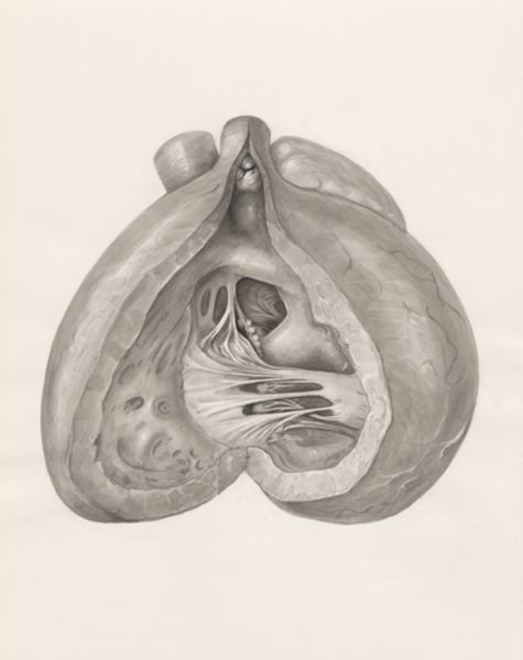 H.G Wetselaar, Heart