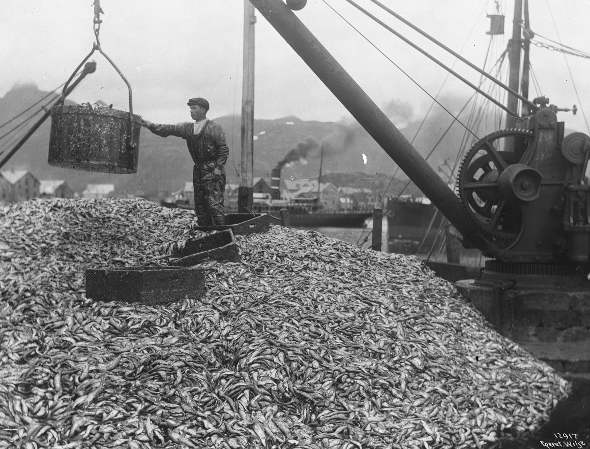 Anders Beer Wilse, Prot: Sildelager ved Sildeoljefabrik 24/2-3/3