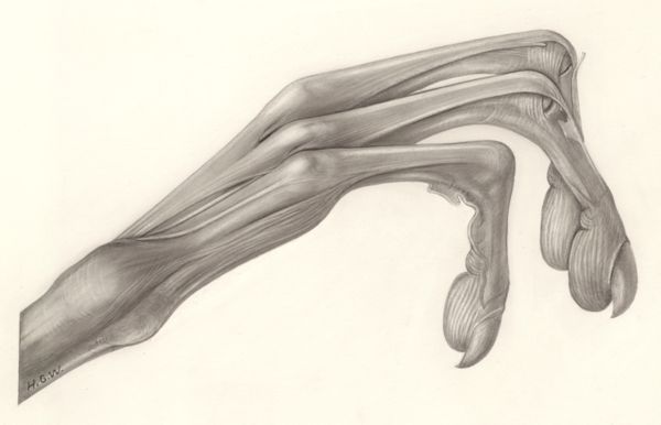 H.G Wetselaar, Muscular tissue of the hand