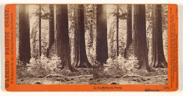Carleton Watkins, In the Mariposa Grove, Mariposa County, Cal.