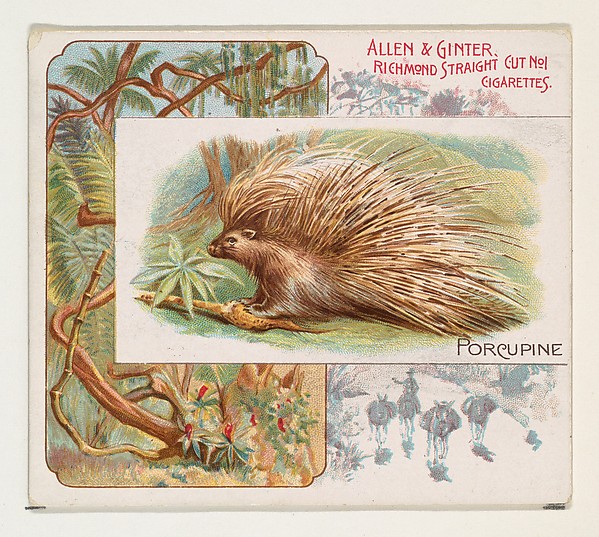 Allen & Ginter, Porcupine, from Quadrupeds series (N41) for Allen & Ginter Cigarettes