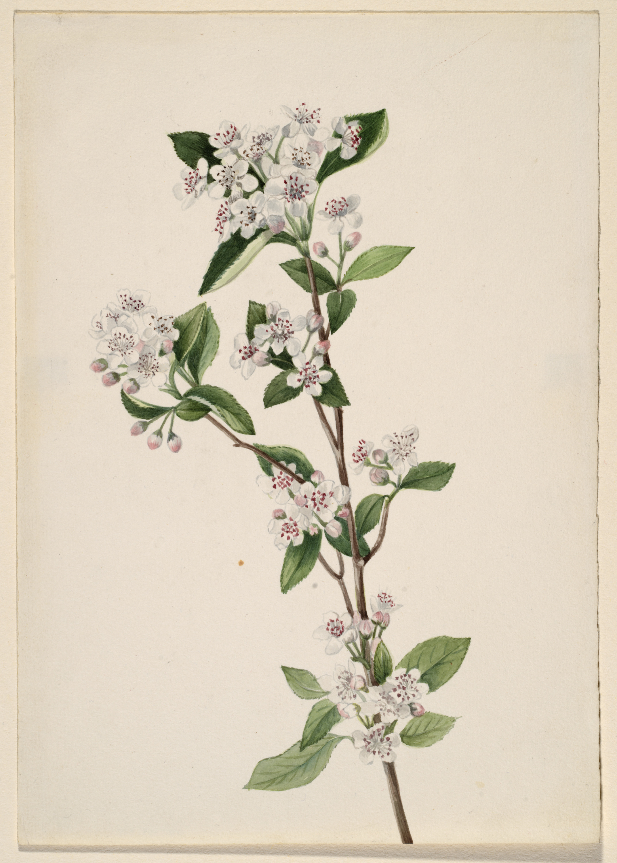 Mary Vaux Walcott, Red Chokeberry (Aronia arbutifolia)
