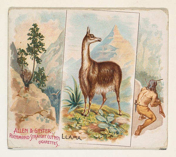 Allen & Ginter, Llama, from Quadrupeds series (N41) for Allen & Ginter Cigarettes