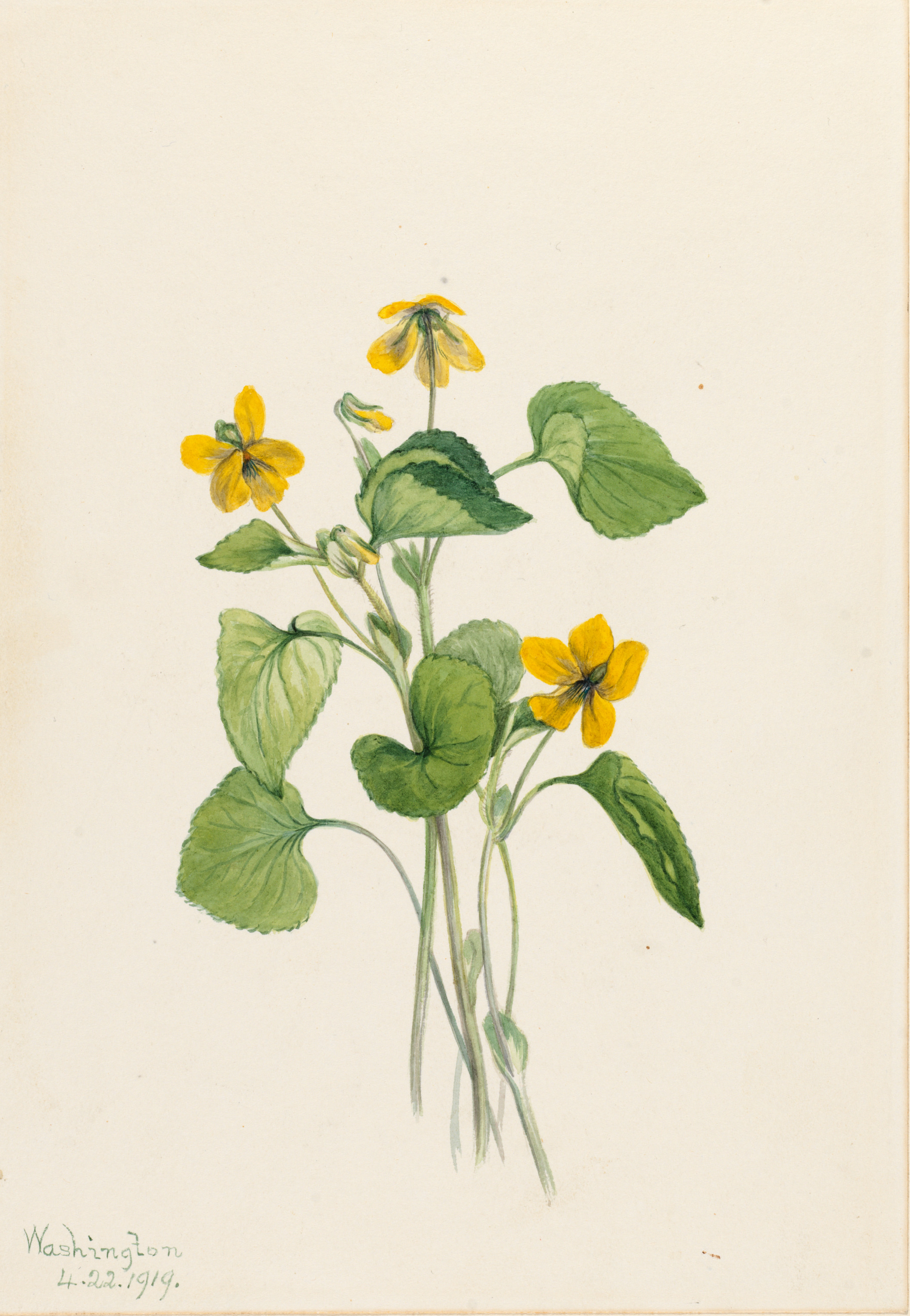 Mary Vaux Walcott, Smooth Yellow Violet (Viola eriocarpa)