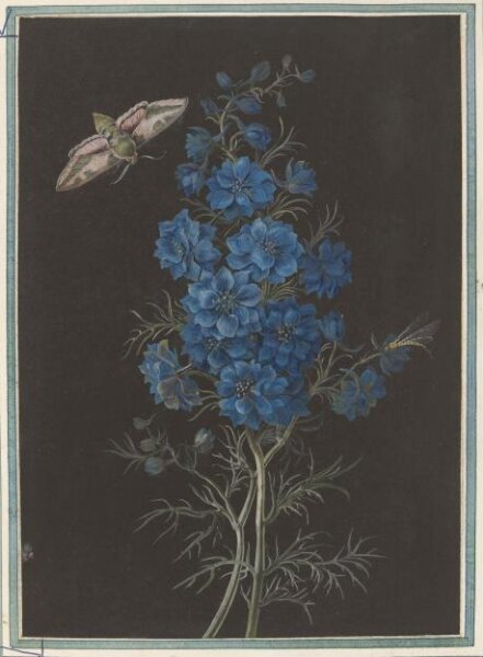 Unknown, A delphinium and a moth, bodycolour on black prepared paper