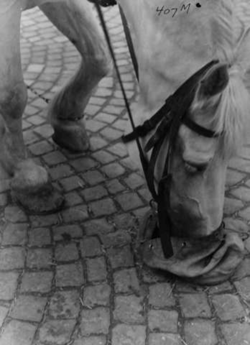 Anders Beer Wilse, -7933