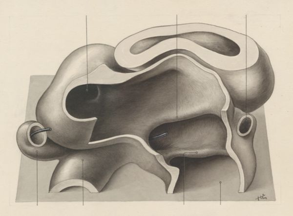 J Tinkelenberg, Embryonic heart