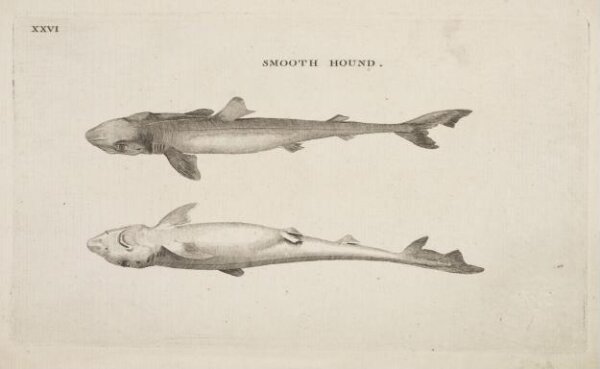 Unknown, SMOOTH HOUND.