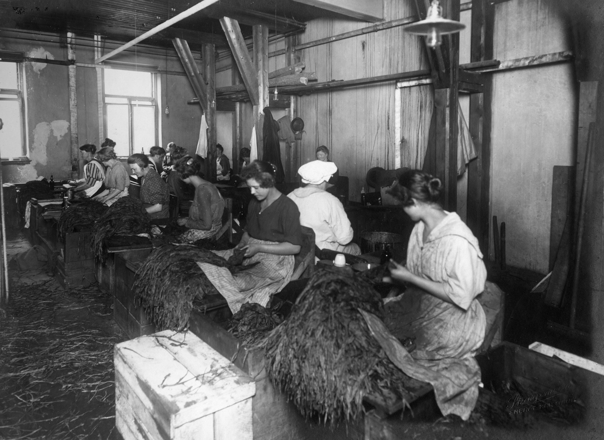 Narve Skarpmoen, Sortering av tobakk for skråtobakkproduksjon hos Tiedemanns Tobaksfabrik.