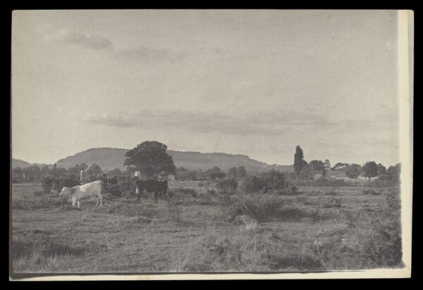 Gale, Lt. Col. Joseph, Cows in a field