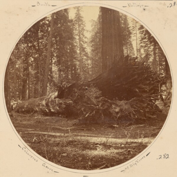 Carleton Watkins, Calaveras Grove of Big Trees