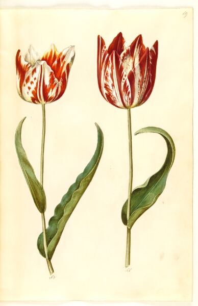 Hans Simon Holtzbecker, Tulipa gesneriana (have-tulipan)