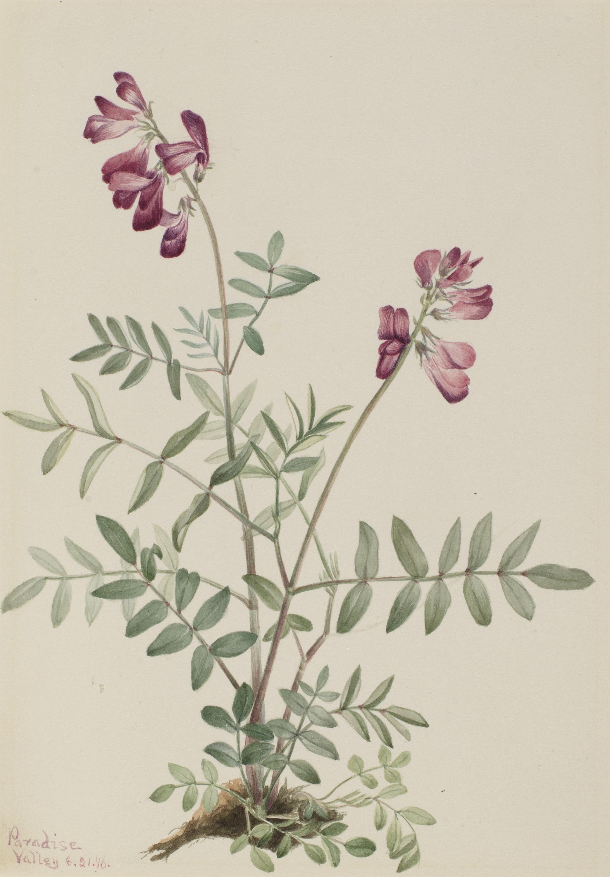 Mary Vaux Walcott, Northern Hedysarum (Hedysarum boreale)