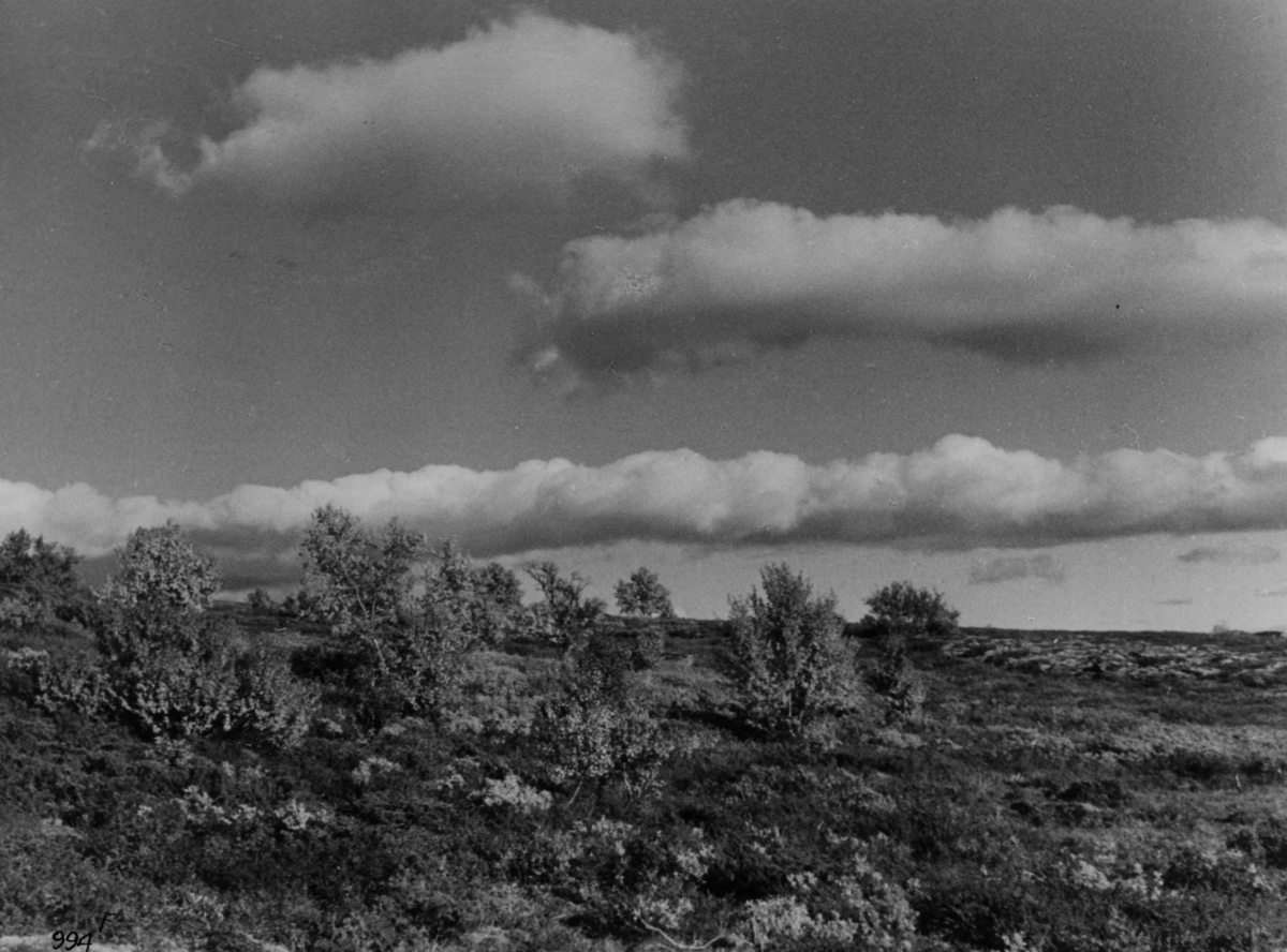 Anders Beer Wilse, Fjellvidde