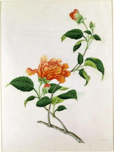 Unknown, Red Hibiscus