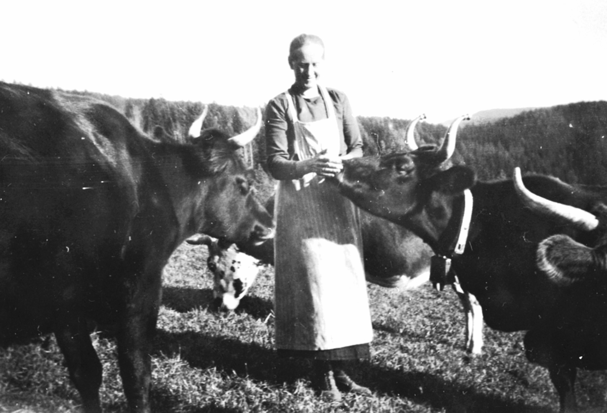 Anno Domkirkeodden, Berte Sortåsengen steller med kua på Svartåsenga, Lismarka, Ringsaker.
