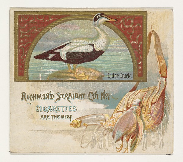 Allen & Ginter, Eider Duck, from the Game Birds series (N40) for Allen & Ginter Cigarettes