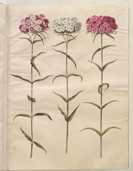 Hans Simon Holtzbecker, Dianthus barbatus (studenter-nellike)