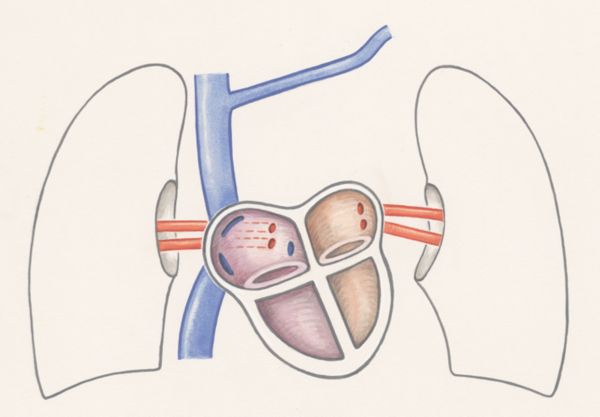 J Wetselaar-Whittaker, Arteries of the heart and adjacent organs