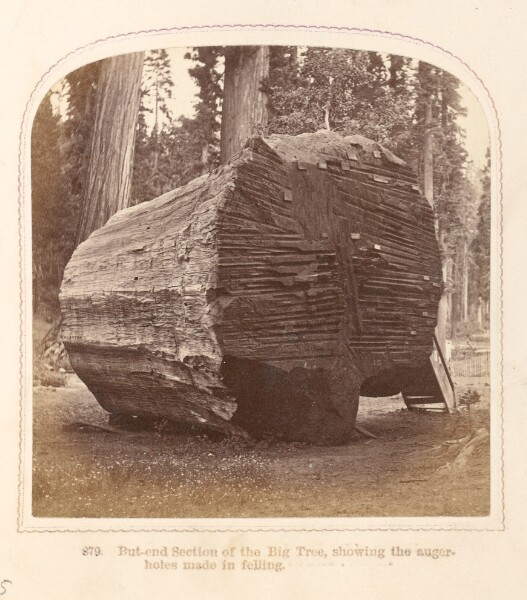 Thomas Houseworth, But-End Section of the Big Tree