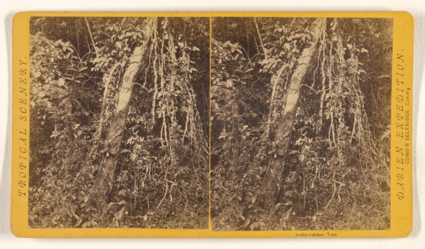 Timothy H. O'Sullivan, Indian-rubber Tree.