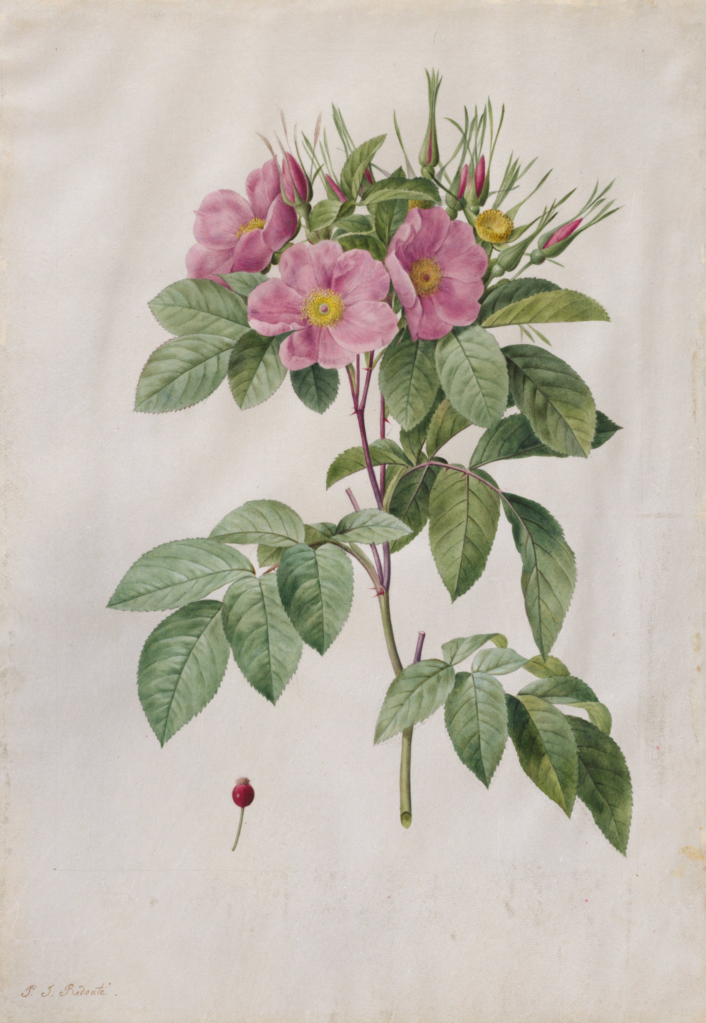 Pierre-Joseph Redouté, Pasture Rose (Rosa Carolina Corymbosa)
