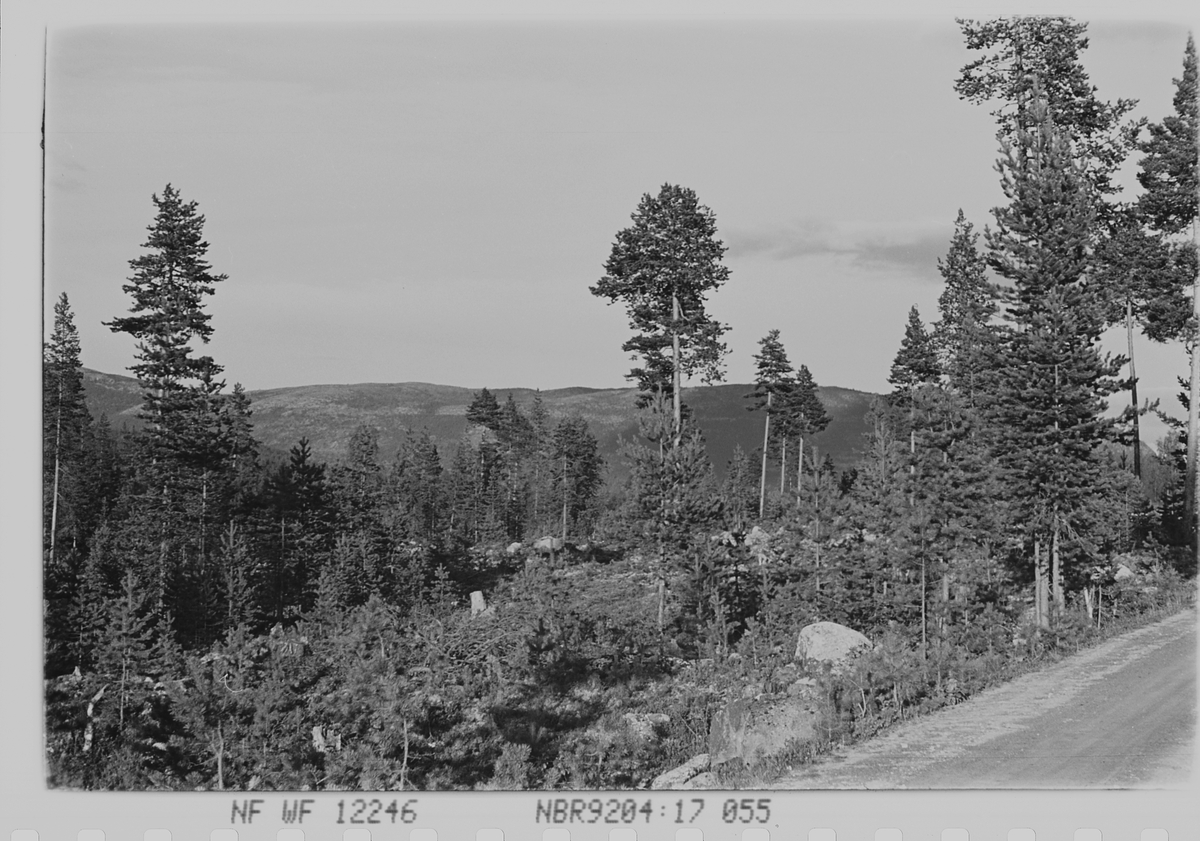 Anders Beer Wilse, Prot: Skog. Renskning. gammel og ny tilvekst