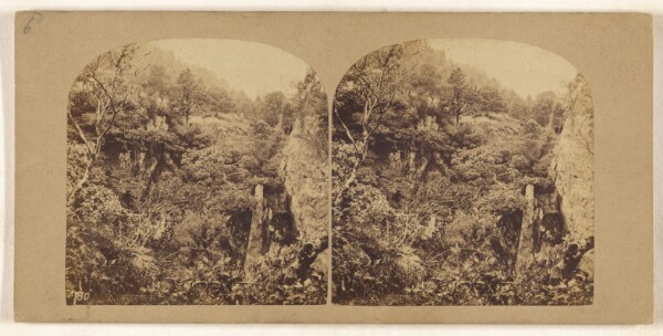 Unknown, [Forest Scene in the British Isles]