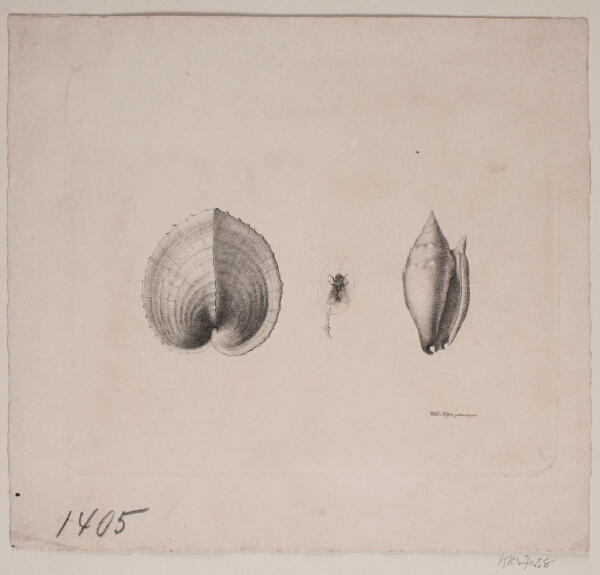Vilhelm Kyhn, To konkylier og en flue