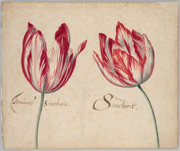 Unknown, Two Tulips (recto); One Tulip (verso)