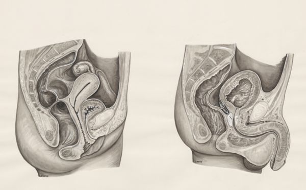 J Wetselaar-Whittaker, Cross section of the male and female urogenital system