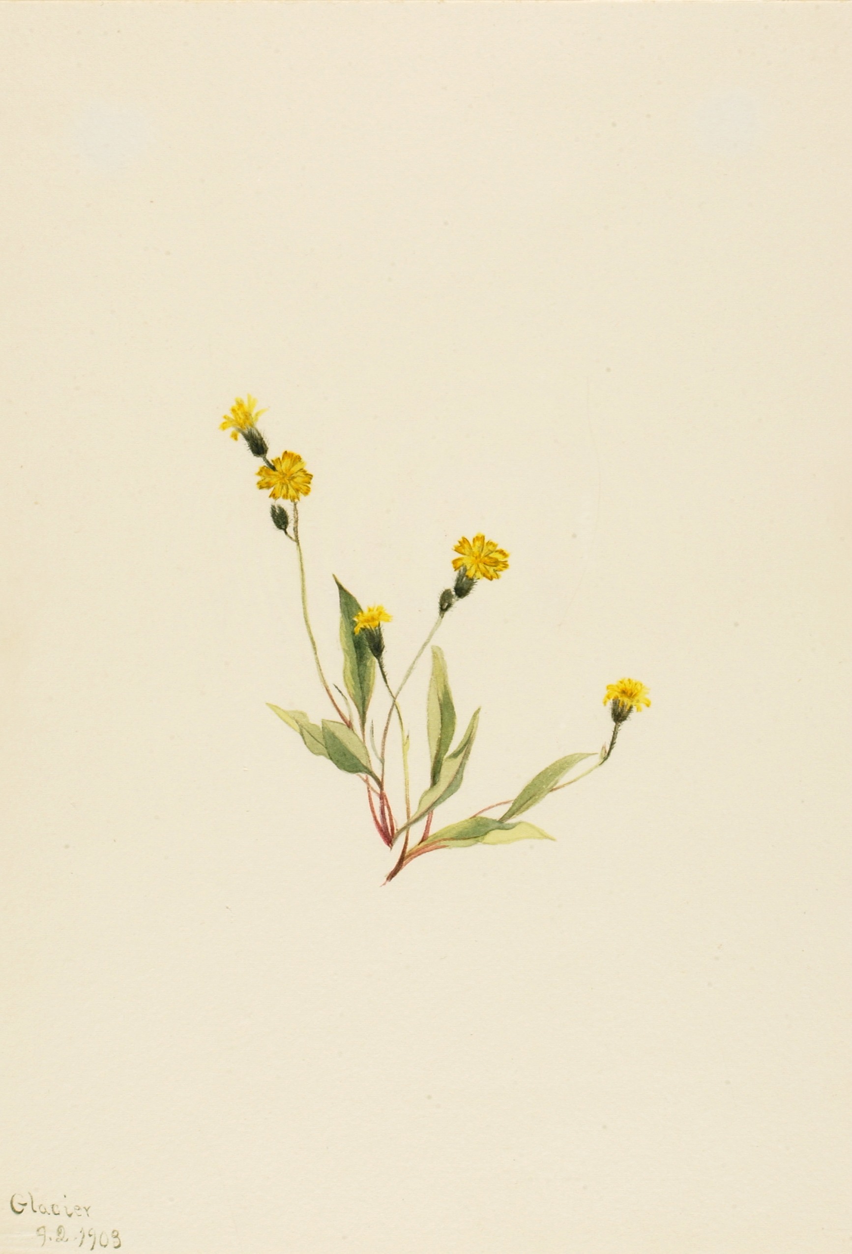 Mary Vaux Walcott, Heieracium gracile