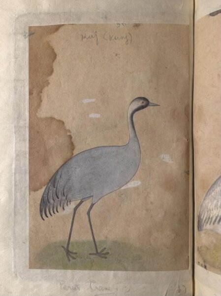 Unknown, Depictions of a Sarus crane and Parus crane