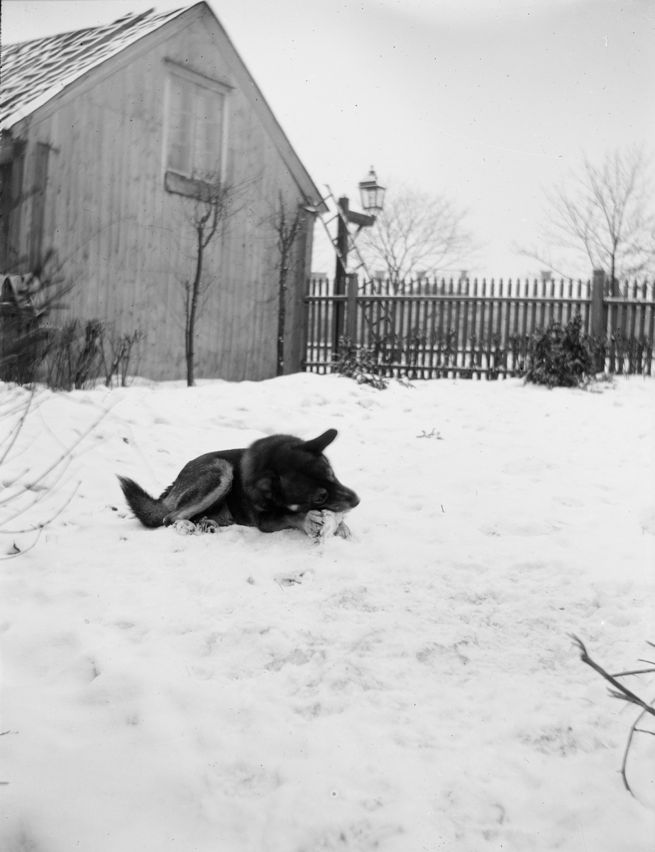 Carl Liljefors, Sannolikt hunden Finn, Svartbäcksgatan, Uppsala