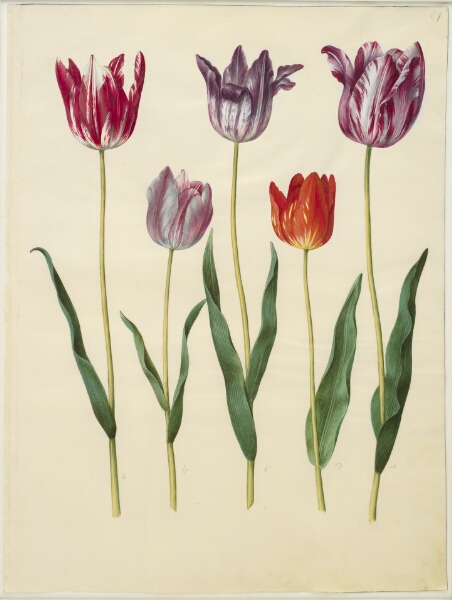 Hans Simon Holtzbecker, Tulipa gesneriana (have-tulipan)