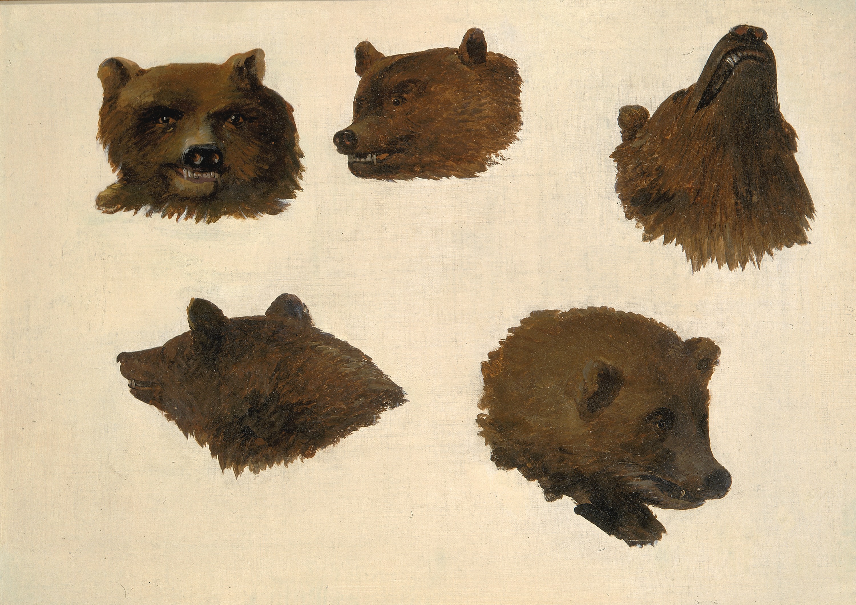 George Catlin, Portraits of Two Grizzly Bears, From Life
