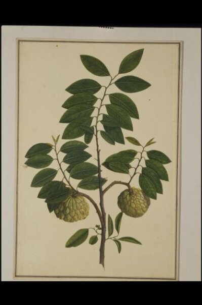 Unknown, Custard-apple plant