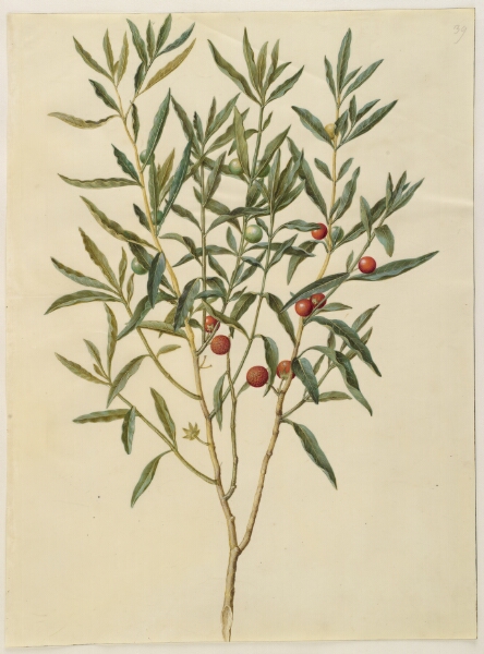 Hans Simon Holtzbecker, Solanum pseudocapsicum (jerusalem-koralbær)