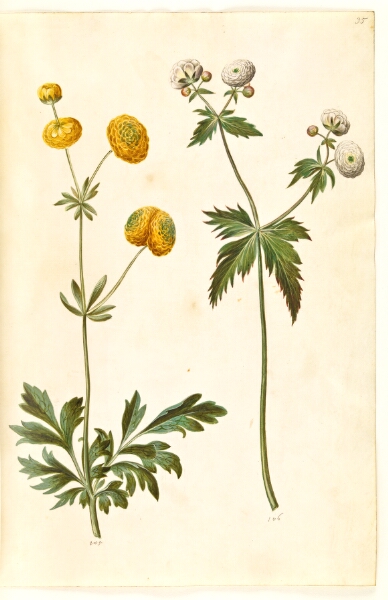 Hans Simon Holtzbecker, Ranunculus acris (guldknap-ranunkel); Ranunculus aconitifolius (sølvknap-ranunkel)