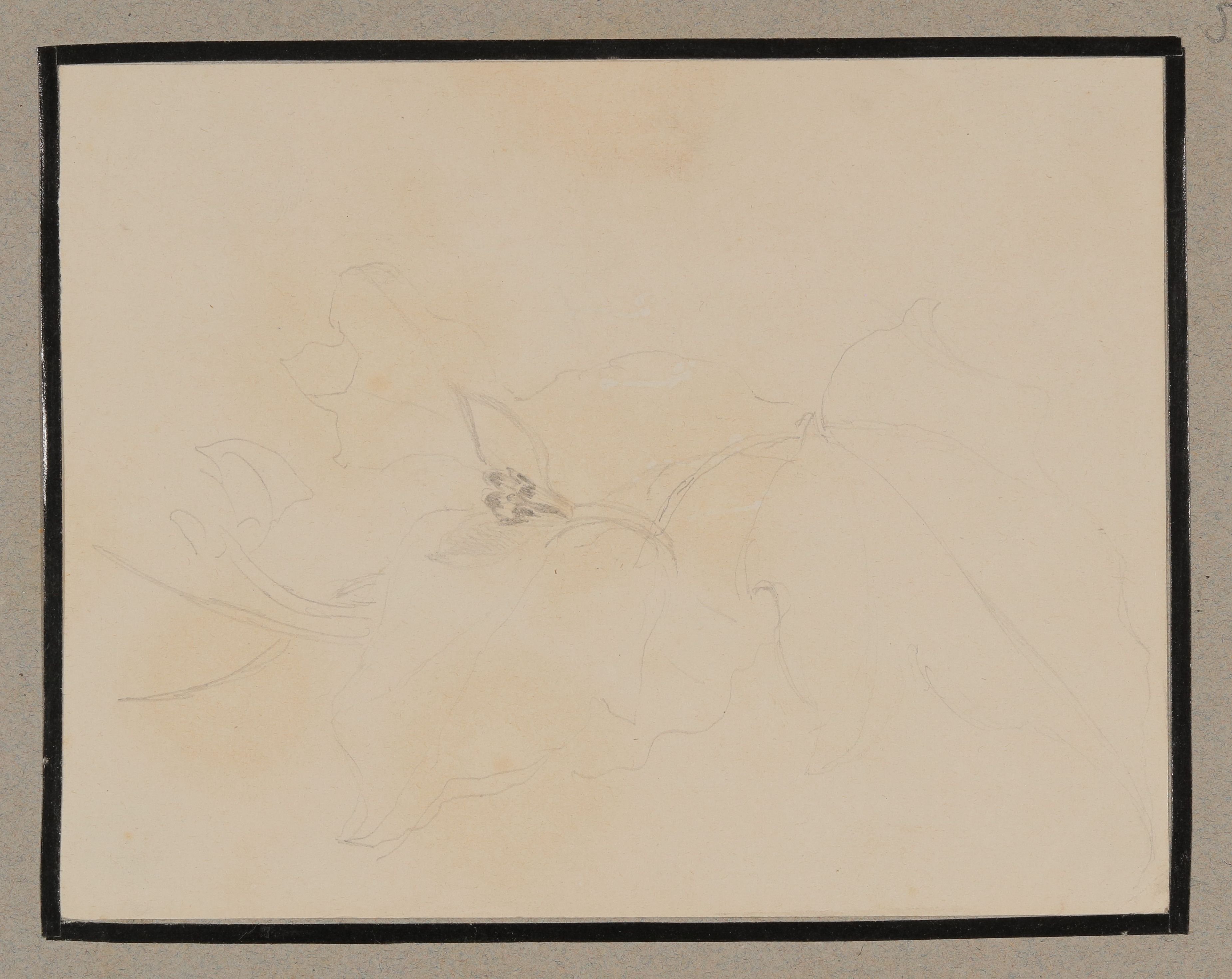 Armgart von Arnim, Blüte, Skizze [aus der "geblümten Kassette"]