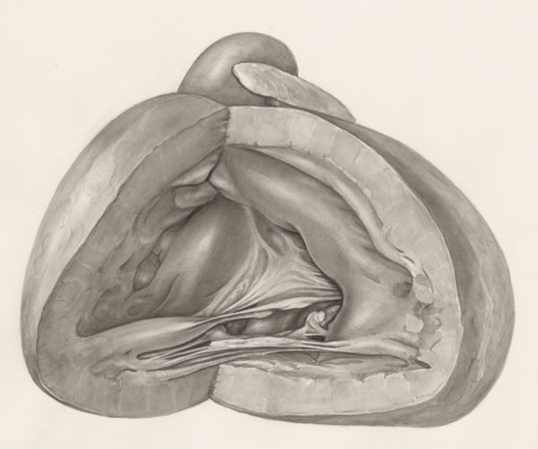 H.G Wetselaar, Heart