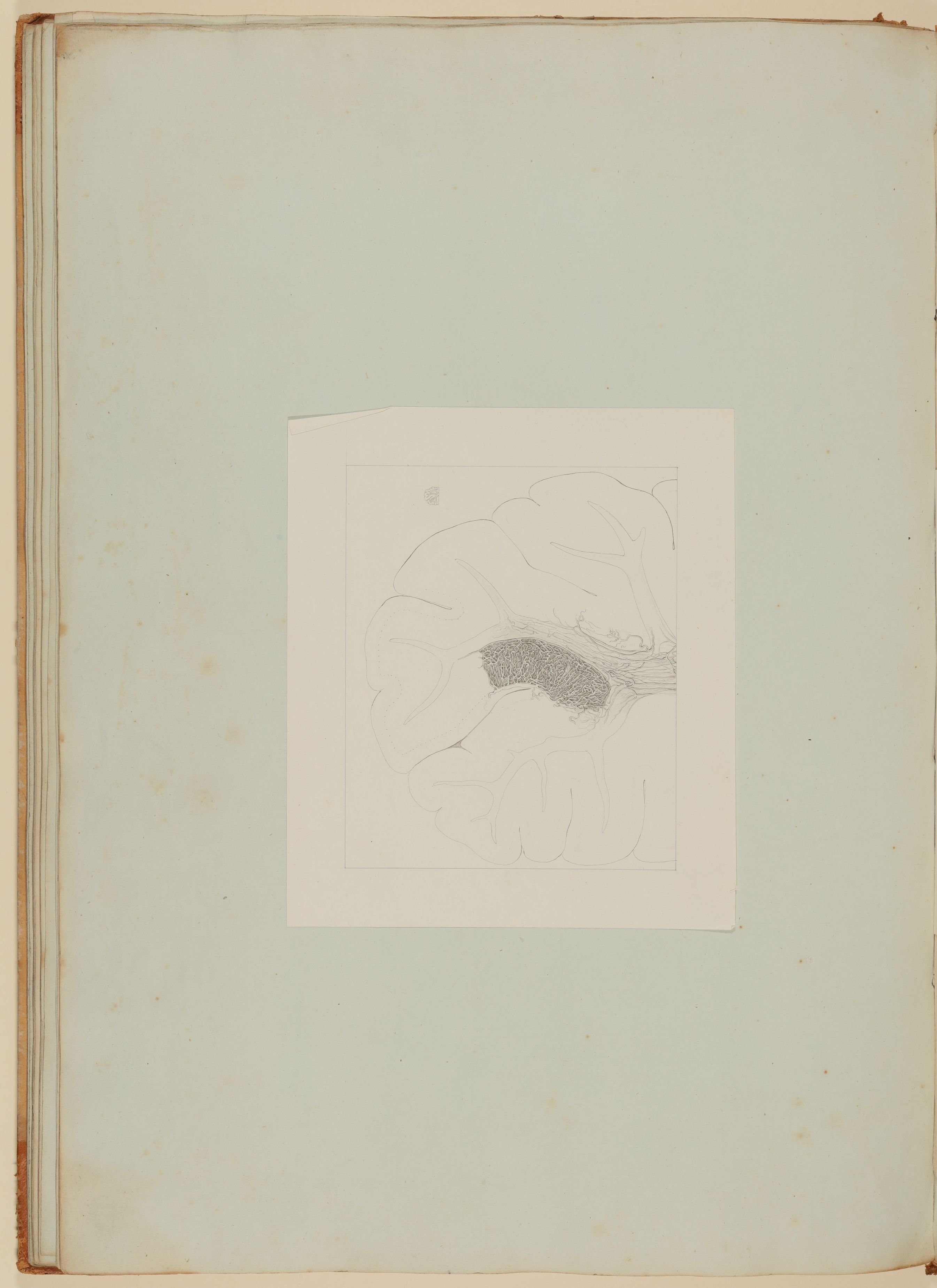 Christian Koeck, Schnitt durch das menschliche Kleinhirn [Vorzeichnung zu Samuel Thomas Soemmerrings Academicae Annotationes de cerebri administrationibus anatomicis, vasorumque ejus habitu, München 1808, Taf. 1]