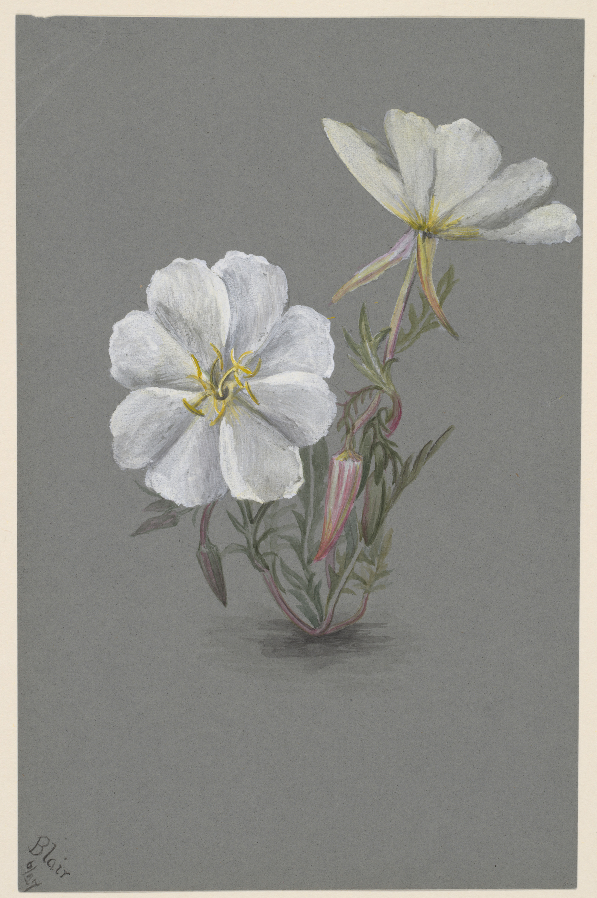 Mary Vaux Walcott, Giant Helleborine (Epipactia gigantea)