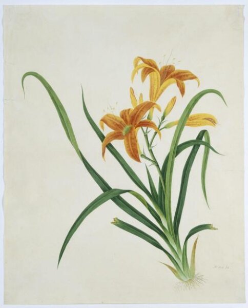 Unknown, Orange Day Lily
