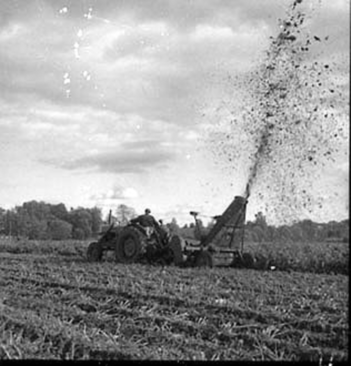 Anno Domkirkeodden, POTETPLUKKING, HUSEBY GÅRD, TRAKTOR SLÅR POTETGRESS,